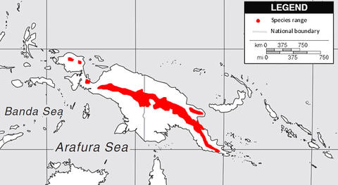 PitoNigr.jpg