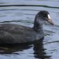 Fulica atra