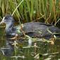 Fulica atra
