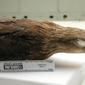 USNM 405375 Haliaeetus sandfordi-1