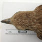 USNM 405375 Haliaeetus sandfordi-5