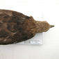 USNM 405375 Haliaeetus sandfordi-6