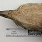 USNM 405375 Haliaeetus sandfordi-7