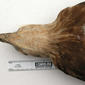 USNM 405375 Haliaeetus sandfordi-8