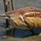 Least Bittern (Ixobrychus exilis), 1838s-least-bittern