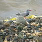 Inca Tern