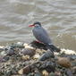 Inca Tern