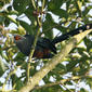 Chestnut-bellied Malkoha,  Phaenicophaeus sumatranus, adult