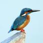 Common Kingfisher (Alcedo atthis taprobana)   - Male