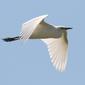 egret in flight...