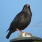 Spotless Starling