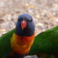 Trichoglossus haematodus