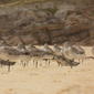 Limosa lapponica and Calidris canutus