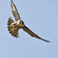 1 of 9 Peregrine Falcon Adult, Morro Bay, CA 27 May 2008