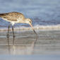 Bar-tailed Godwit