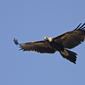 Wedge-tailed Eagle