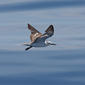 Bridled Tern