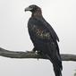 Wedge-tailed Eagle (Aquila audax)