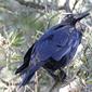 Australian Raven (Corvus coronoides)