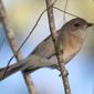 Pachycephala pectoralis (Golden Whistler) - female