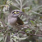 Yellow-faced Honeyeater