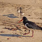 pied oyster catcher and chicks