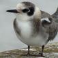 BLACK TERN   (Chlidonias niger)