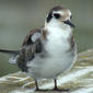 BLACK TERN   (Chlidonias niger)