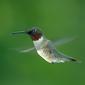 Ruby Throated Hummingbird