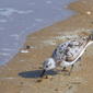 sanderling