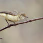 Buff-rumped Thornbill