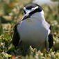 Bridled Tern r6061 5