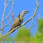 Little Bronze-cuckoo (Chrysococcyx minutillus)