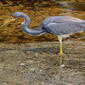 Tricolored Heron (Egretta tricolor)