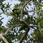 Amazona farinosa (Mealy Parrot)