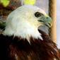 Banug - Brahminy Kite - Haliastur indus