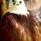 Banug - Brahminy Kite