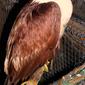 Banug Brahminy Kite - Haliastur indus