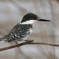 Green Kingfisher: Chloroceryle americana