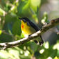 Prionochilus plateni