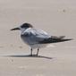 Common Tern (Sterna hirundo)