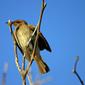 Brown Honeyeater