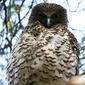 Ninox strenua (Powerful Owl)