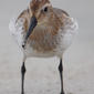 Curlew Sandpiper