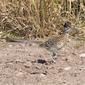 Greater Roadrunner (Geococcyx californianus)