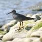 Wandering Tattler (Heteroscelus incanus)