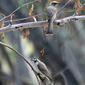 Little friarbirds