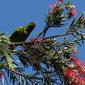 Scaly Breasted lorikeet