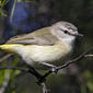 Yellow-rumped Thornbill