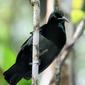 Victoria's Riflebird - Male